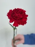 "Гвоздика красная" – Фото 1