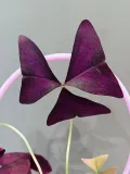 "Oxalis acetosella (Кислица) в подарочной сумочке" – Фото 0