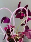 "Oxalis acetosella (Кислица) в подарочной сумочке" – Фото 3