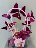 "Oxalis acetosella (Кислица) в подарочной сумочке" – Фото 5