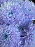 "Пышная хризантема Лаванда 💜" – Фото 3