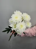 "Хризантема кустовая" – Фото 0