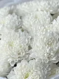 "Хризантемы кустовые 5 белоснежные 🕊️" – Фото 1