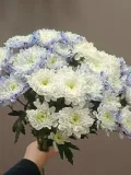 "хризантемы кустовые" – Фото 2