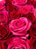 "«51 roses» микс из эквадорских роз пинк Флойд и эксплорер" – Фото 5