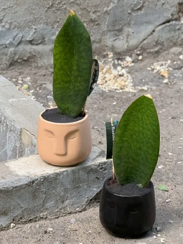 Картинка букета