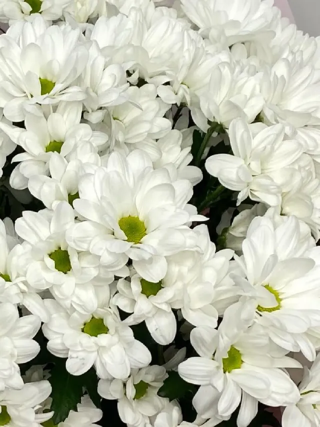"Облако ромашек 15 шт" – Фото 2