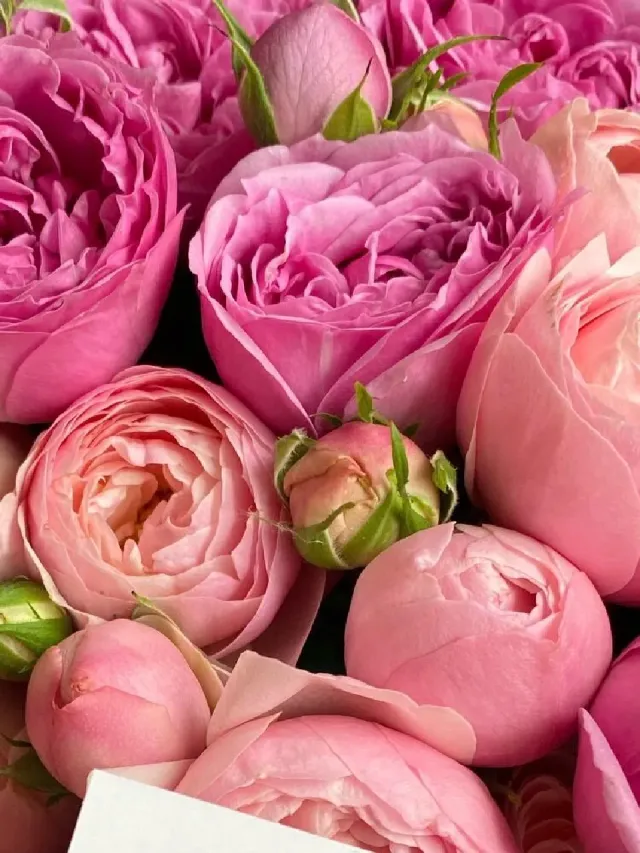 "BOUQUET PINK" – Фото 4
