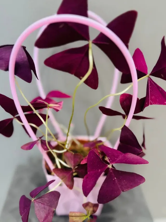"Oxalis acetosella (Кислица) в подарочной сумочке" – Фото 5