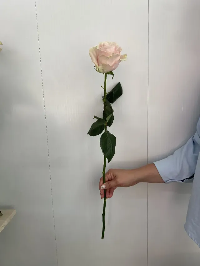 "Роза поштучно 🌹" – Фото 2
