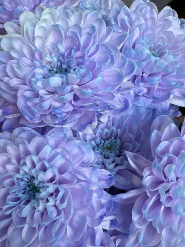 "Пышная хризантема Лаванда 💜" – Фото 4