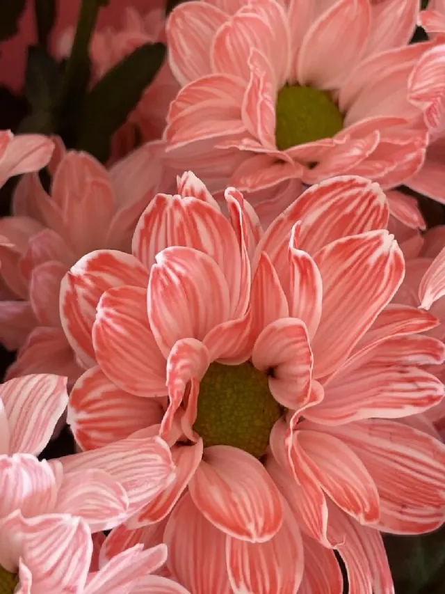 "Летние хризантемы" – Фото 3