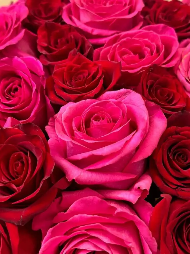 "«51 roses» микс из эквадорских роз пинк Флойд и эксплорер" – Фото 6