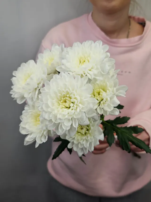 "Хризантема кустовая" – Фото 5